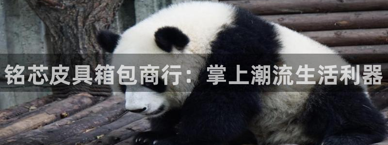 琳琅科技娱乐机器人下载